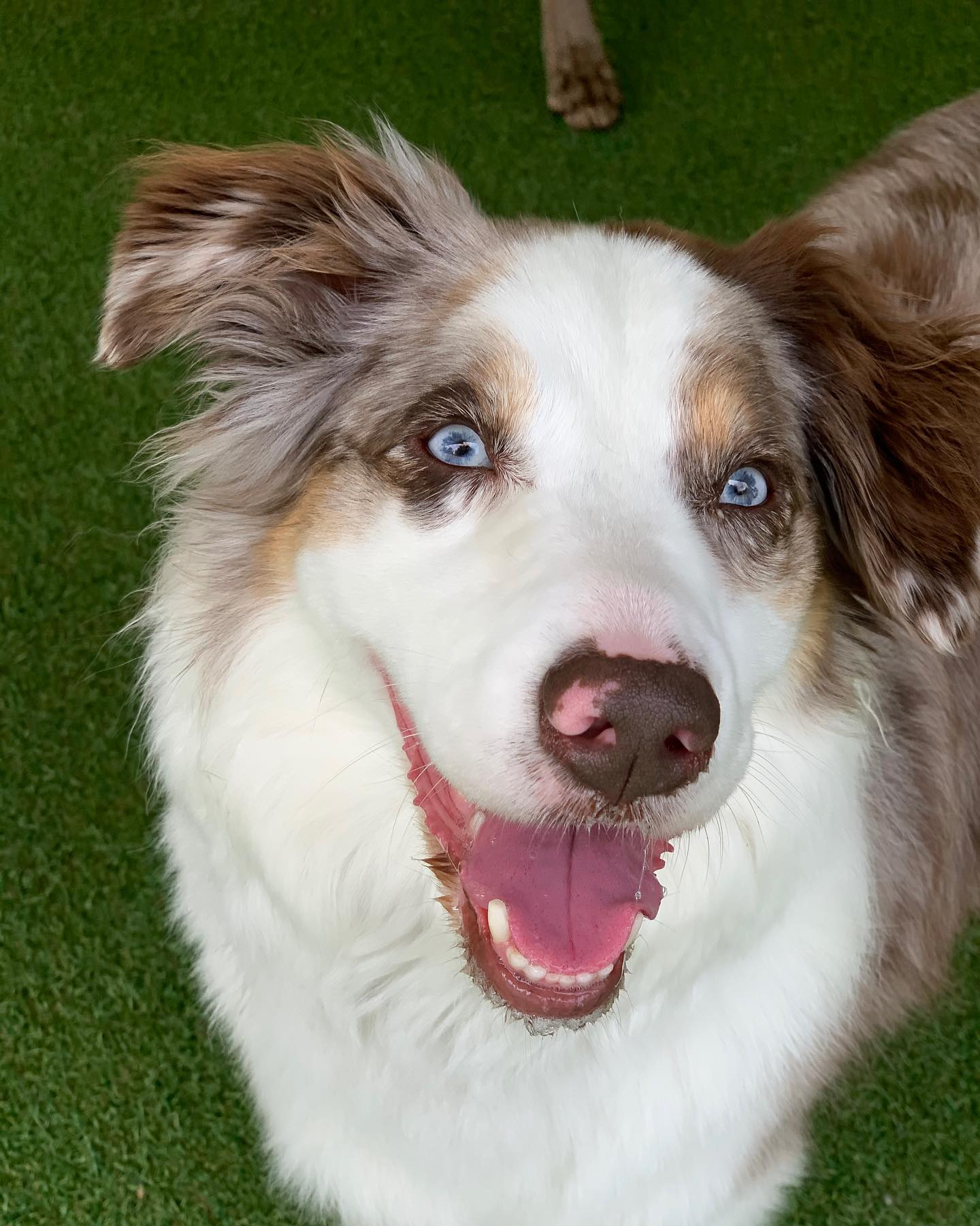 Dog playing at daycare
