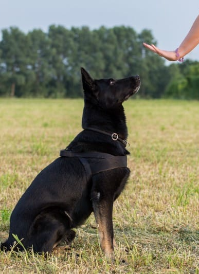 Dog in a training session